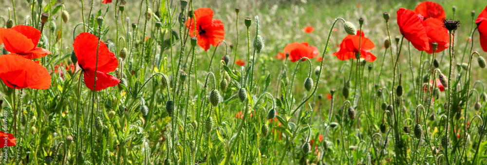 Fototapeta premium red tulips in spring