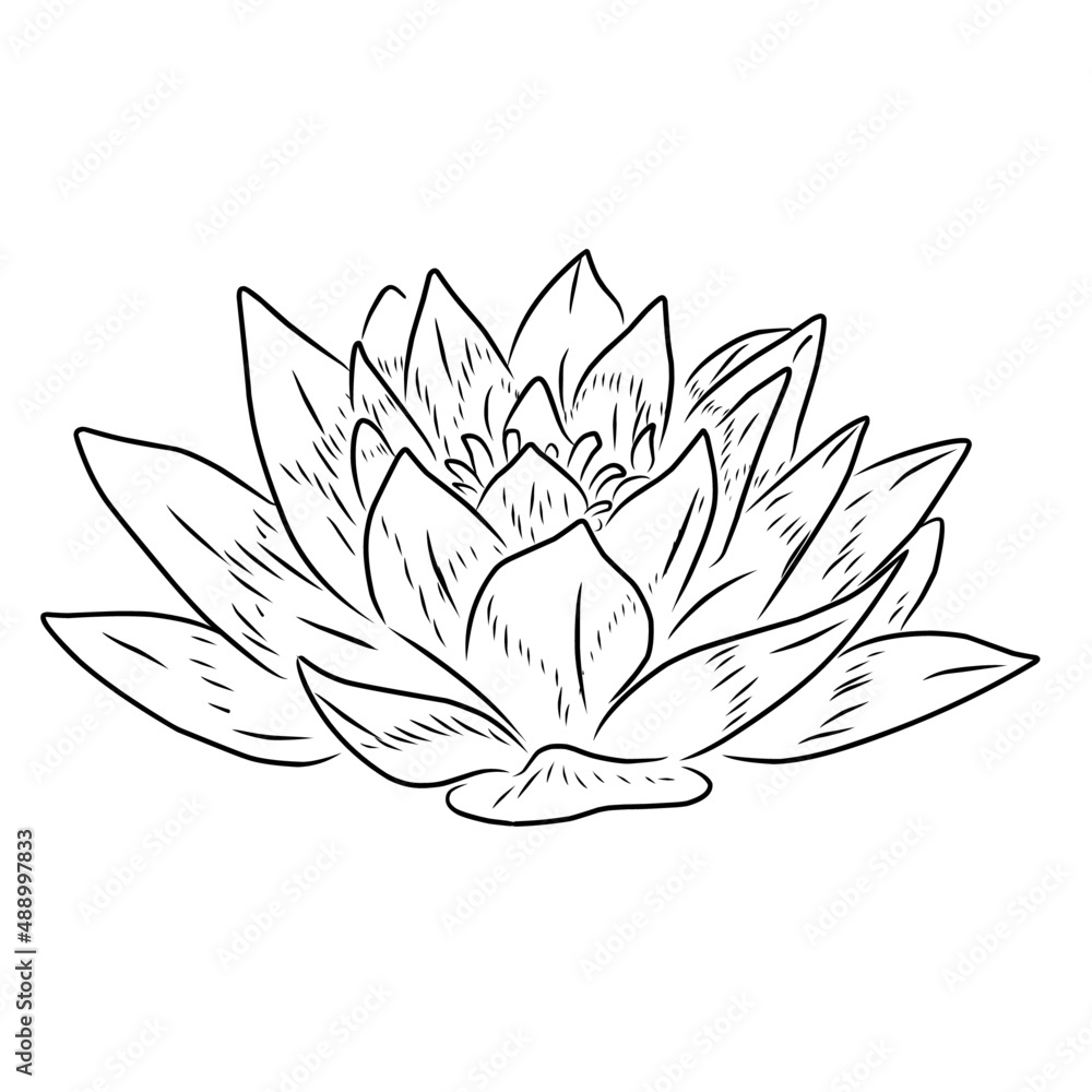 Line style flower illustration Line style flower illustration