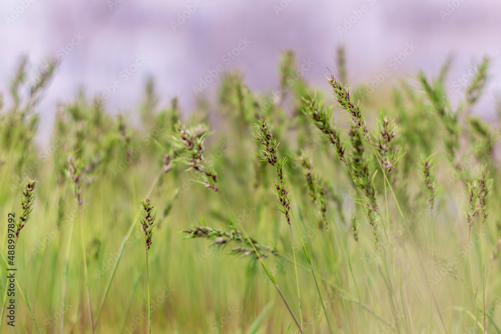 Poa pratensis green meadow grass.Grass Seeds.Natural background.Selective focus.