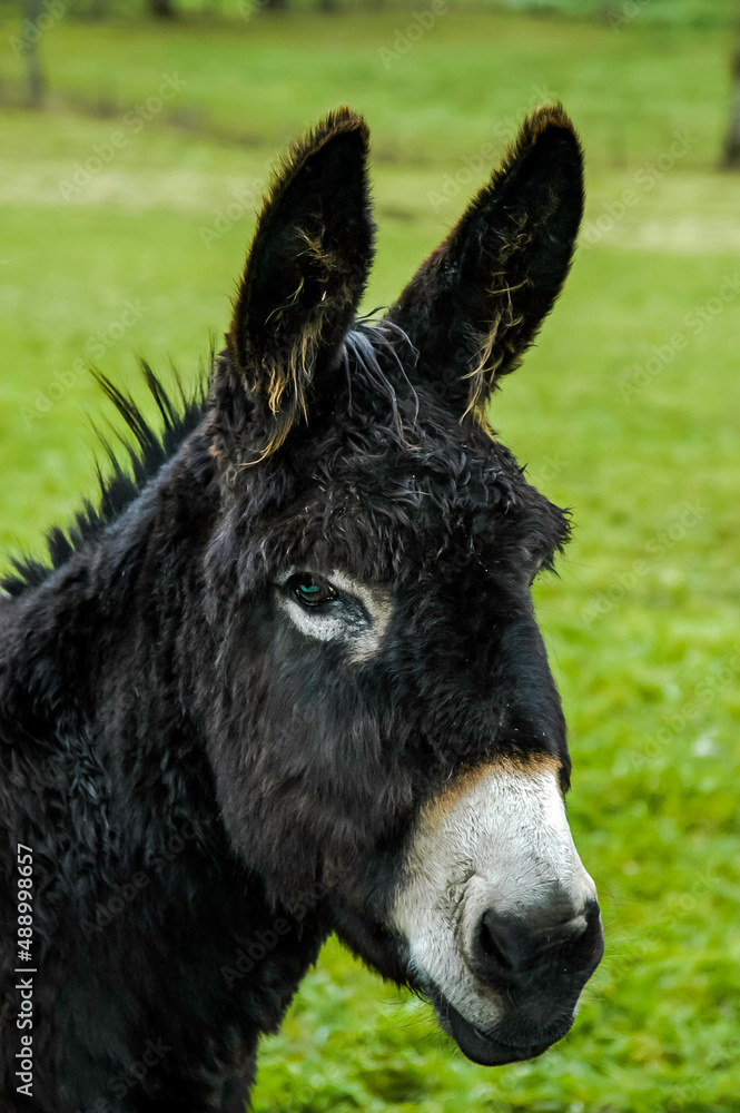 Fototapeta premium Les Anes sont dans le Pré