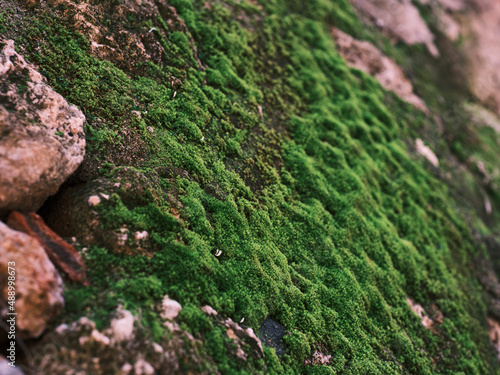 a mossy rock in the forest