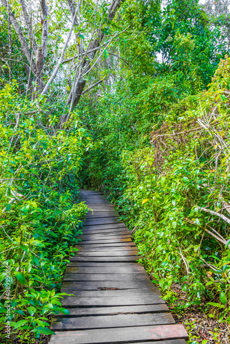 Tropical jungle plants trees wooden walking trails Sian Kaan Mexico.