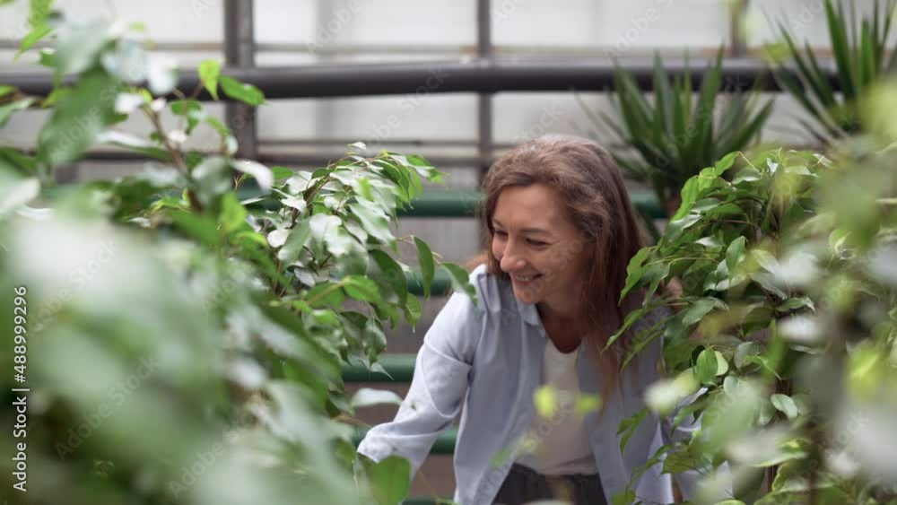 concept of gardening, planting and shopping. Beautiful adult woman chooses indoor plants and pots in a greenhouse or garden center. lady in casual clothes buys ficus flowers in a store in a mall. concept of gardening, planting and shopping. Beautiful adult woman chooses indoor plants and pots in a greenhouse or garden center. lady in casual clothes buys ficus flowers in a store in a mall.