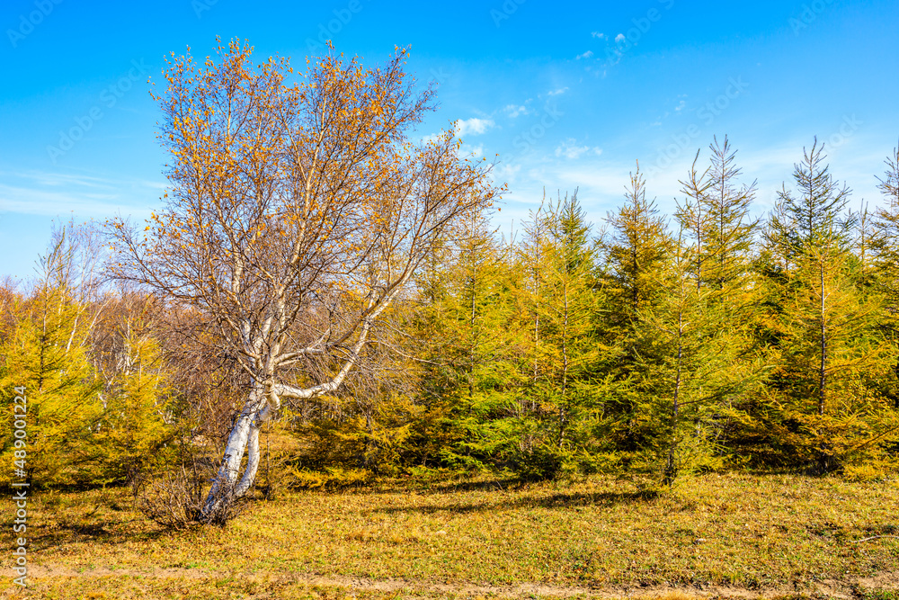 Colorful forest nature scenery in autumn season