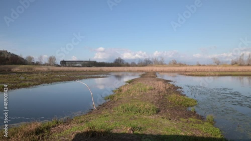 The natural reserve Bosco di Tanali in the marshes of Bientina, Pisa, Italy photo