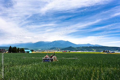7月、北海道富良野のタマネギ畑・日本