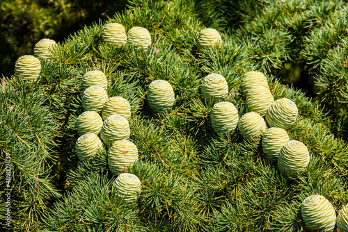 Cones on branches of the Lebanese cedar tree (cedrus libani)
