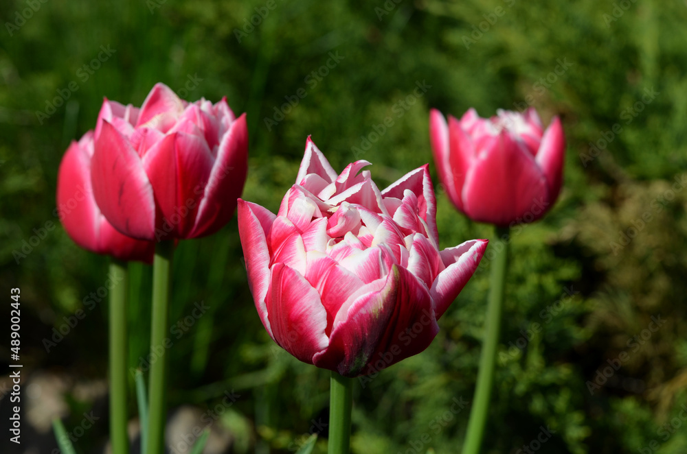 beautiful red with white tulips flowers close up beautiful red with white tulips flowers close up