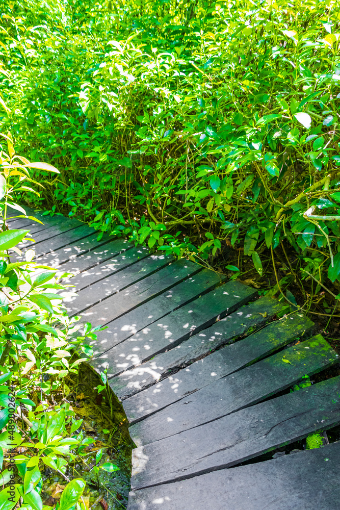 Tropical jungle plants trees wooden walking trails Sian Kaan Mexico. Tropical jungle plants trees wooden walking trails Sian Kaan Mexico.