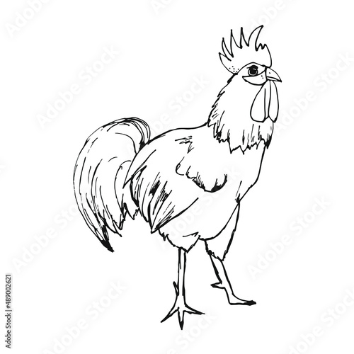 Vector image of a rooster on a white background
