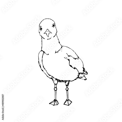 Seagull stands in black and white