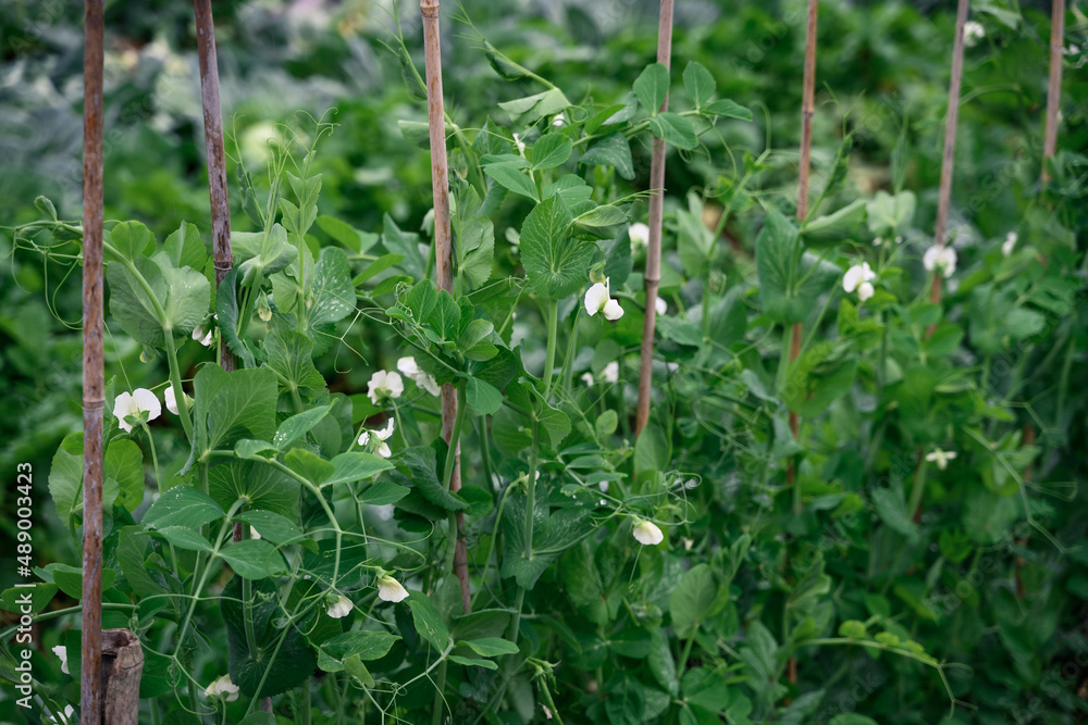 Obraz premium PEA shoots on an organic farm