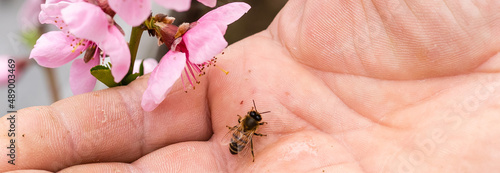 an elderly man holding a bee, control situation in bee colony. Fototapeta