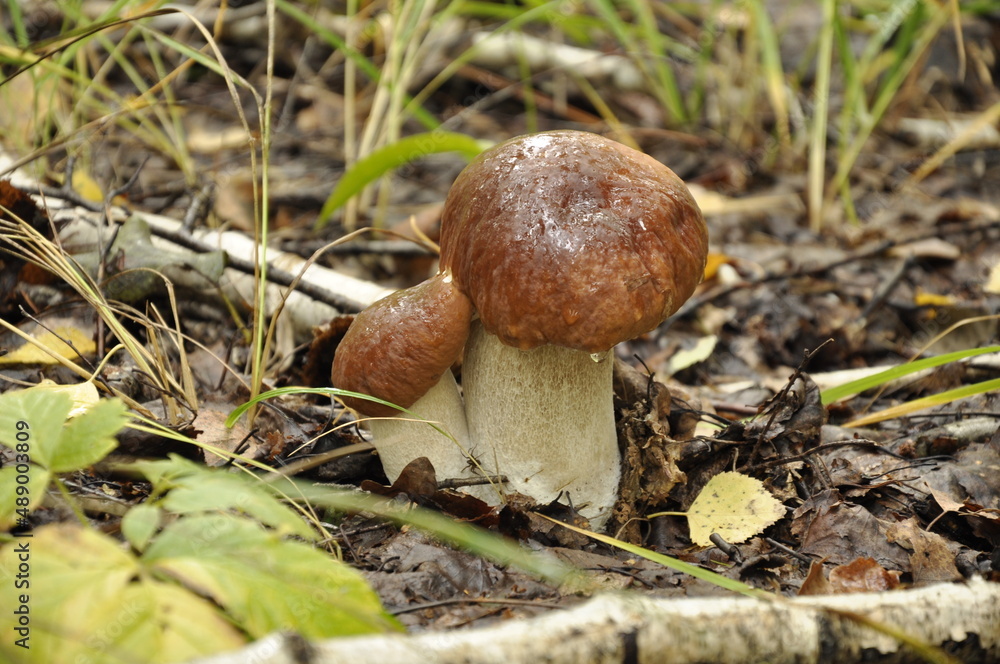 White mushrooms. Mushrooms grow in the forest. White mushrooms. Mushrooms grow in the forest.