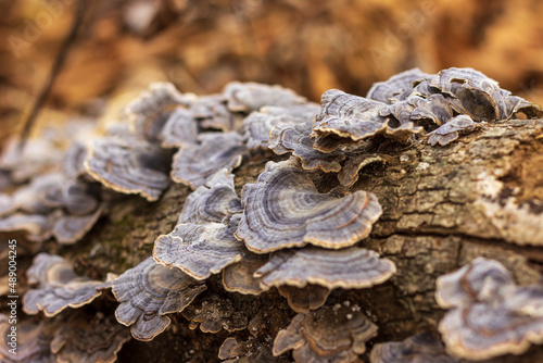Mushrooms growing on a tree trunk.