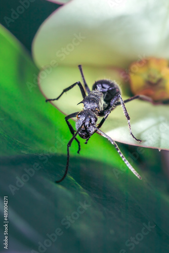 Wallpaper Mural Savannah spiny sugar ant (Polyrhachis schistacea) eating nectar from a (Euphorbia milii) Crown of thorns flower, Pilansburg, North West Province, South Africa Torontodigital.ca