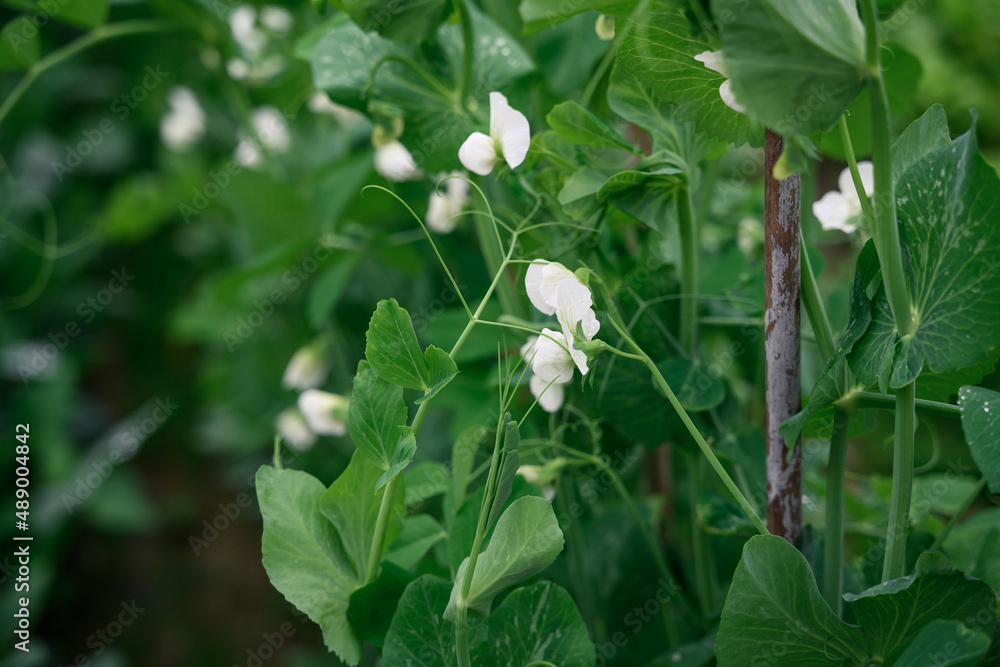 Obraz premium PEA shoots on an organic farm