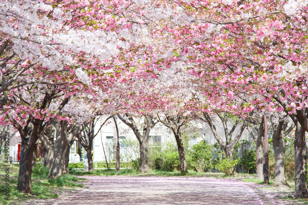 Naklejka premium blossom in spring