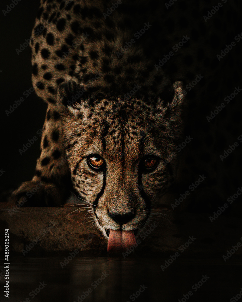 Obraz premium Cheetah tears