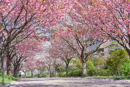 Foto cherry blossom