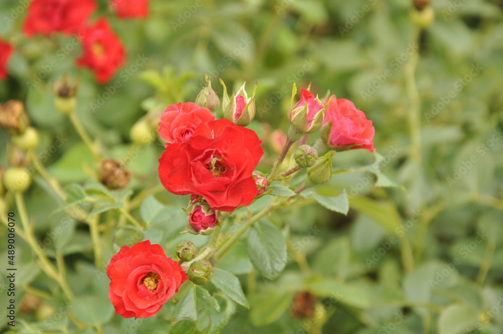 Blooming rose flowers. Roses in the garden. Blooming rose flowers. Roses in the garden.