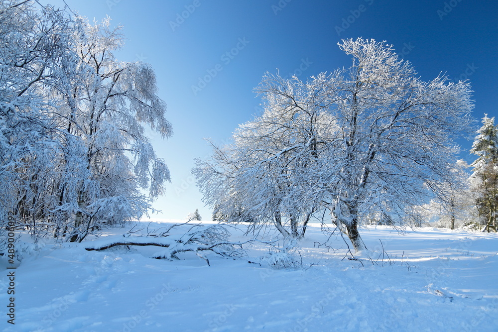schneebededeckte bäume mit blauem himmel