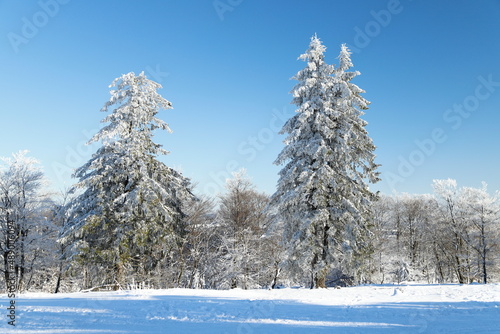 schneebededeckte tannenbäume mit blauem himmel