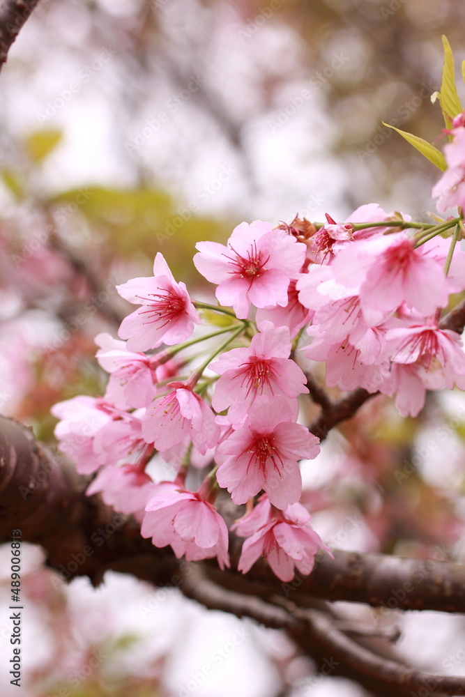 Obraz premium 日本の春の風景、満開の桜がまとまって咲いているアップ