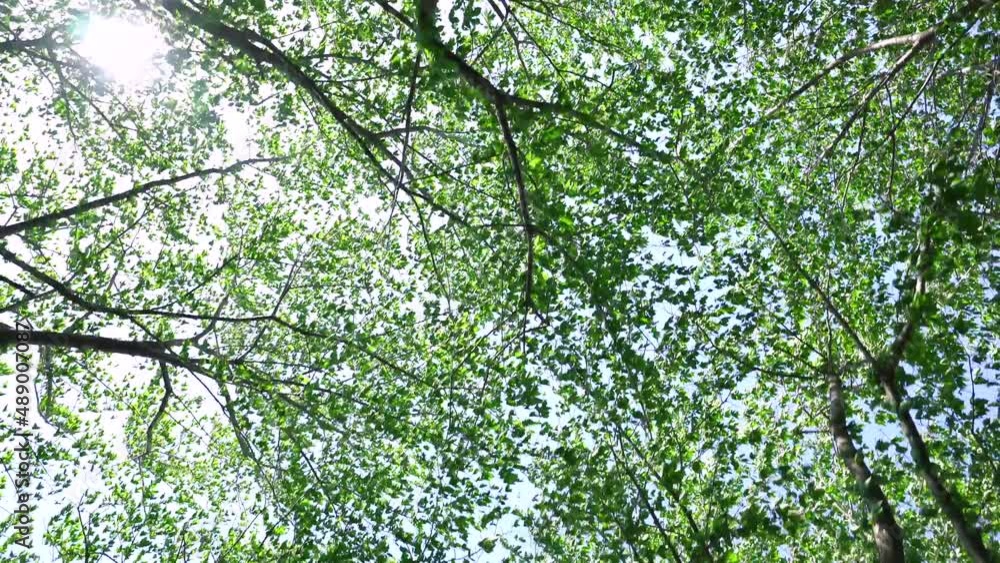 ソメイヨシノの新緑