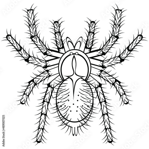 Black and white drawing of a shaggy tarantula for coloring. Insect for coloring book. Creepy poisonous spider. Vector illustration