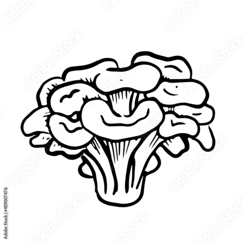 Maitake mushroom illustration. Grifola frondosa isolated on white background. 