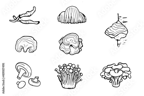 Set of hand drawn medicinal mushrooms. Chaga, reishi, shitaki, cordyceps, turkey tail and lions mane mushroom illustration.  photo