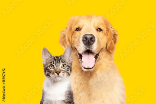 Canvastavla Golden retriever dog and cat portrait together on yellow background