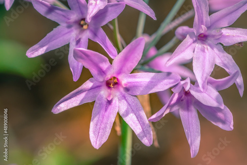 (Tulbaghia violacea) Society garlic Wild flowers during spring, Cape Town, South Africa photo