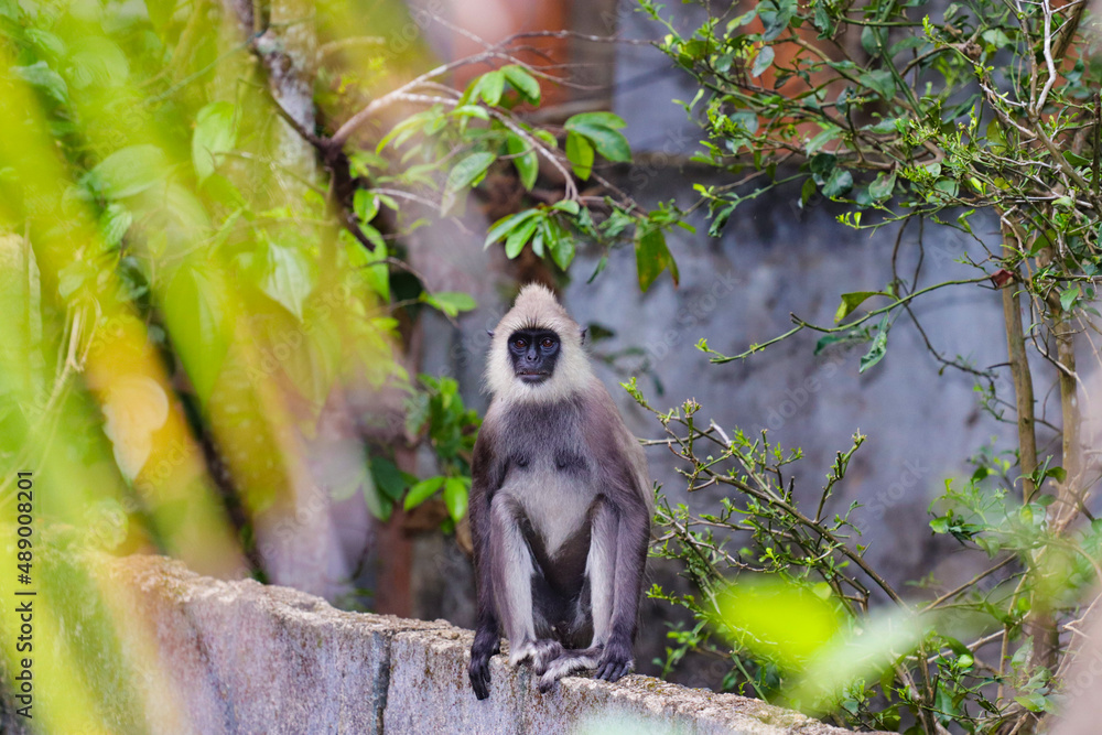 monkey in the nature in sri lanka 