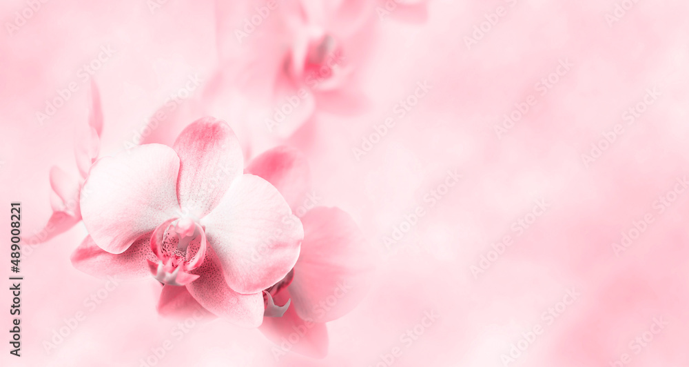 Pink background with flower and place for text. Pink background with flower and place for text.