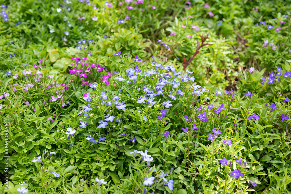 Beautiful blue lobelia flower close up in garden