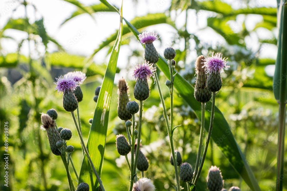 flower tatarnik prickly thorn with purple flower and thorny leaves in the spring in the meadow flower tatarnik prickly thorn with purple flower and thorny leaves in the spring in the meadow