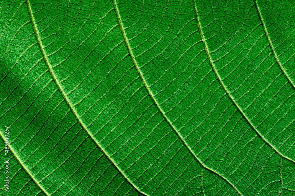 green leaf pattern background nature texture green leaf pattern background nature texture