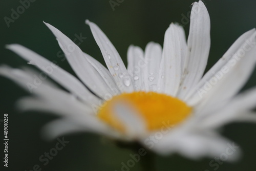 close up of daisy flower
