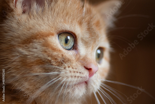 Closeup photography of the cute ginger cat with green eyes.