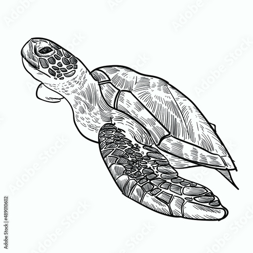 Vintage hand drawn sketch sea turtle