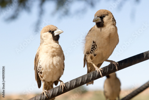 Kgalagdi Transfrontier National Park, South Africa: Sociable weaver photo
