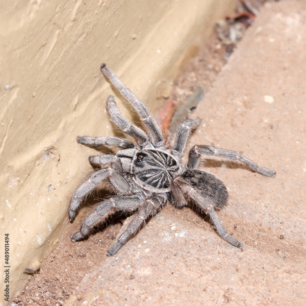 Kruger National Park, South Africa: Baboon spider Kruger National Park, South Africa: Baboon spider