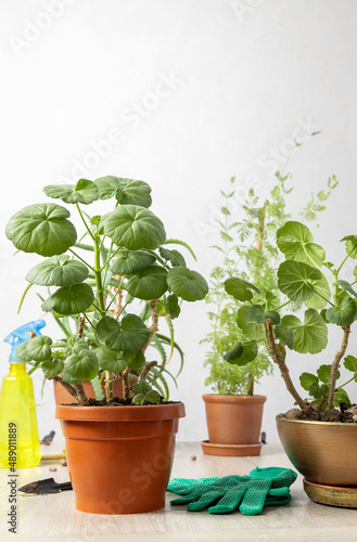 Vertical image of pots with home plants,gloves,soil,water cat on the wooden table against bright wall