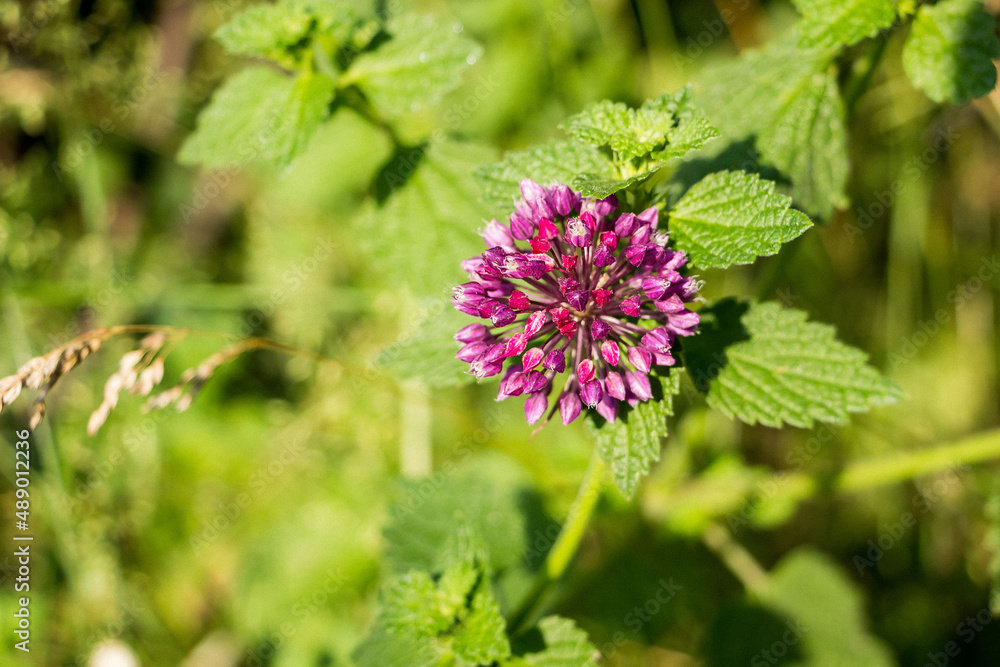 purple inflorescence - a wild onion flower with soft leaves on a stalk, in spring purple inflorescence - a wild onion flower with soft leaves on a stalk, in spring