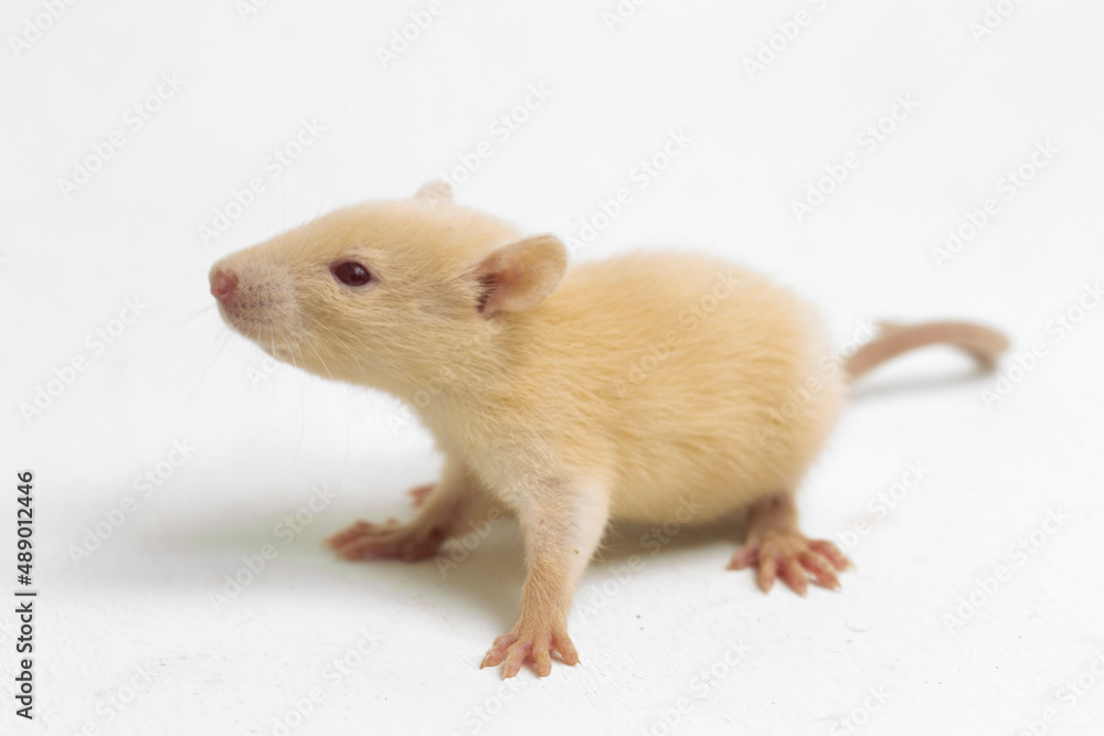 cute albino rat isolated on a white background
