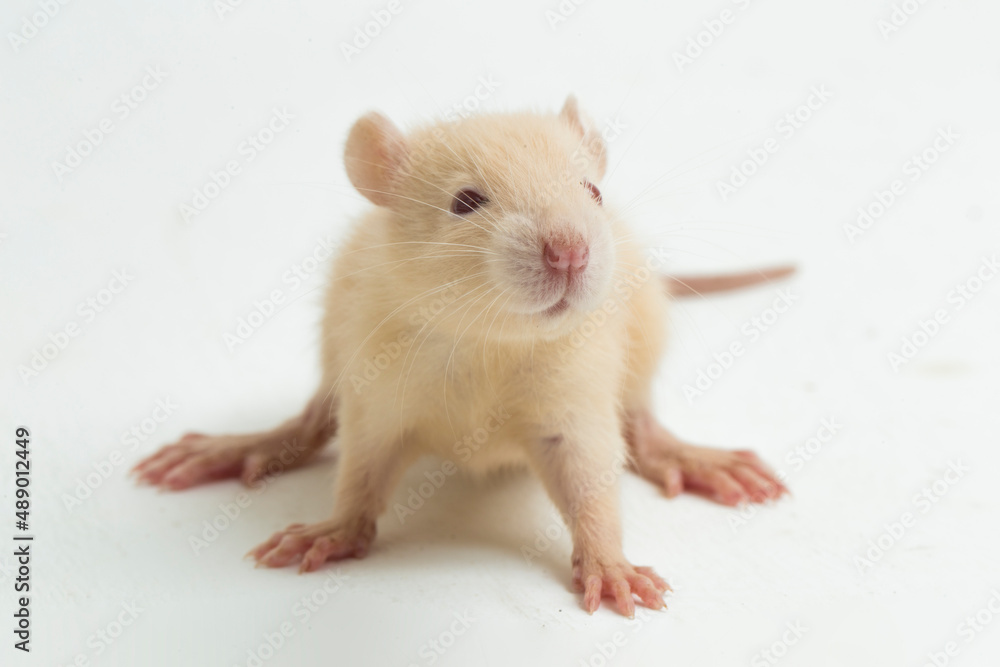cute albino rat isolated on a white background
cute albino rat isolated on a white background