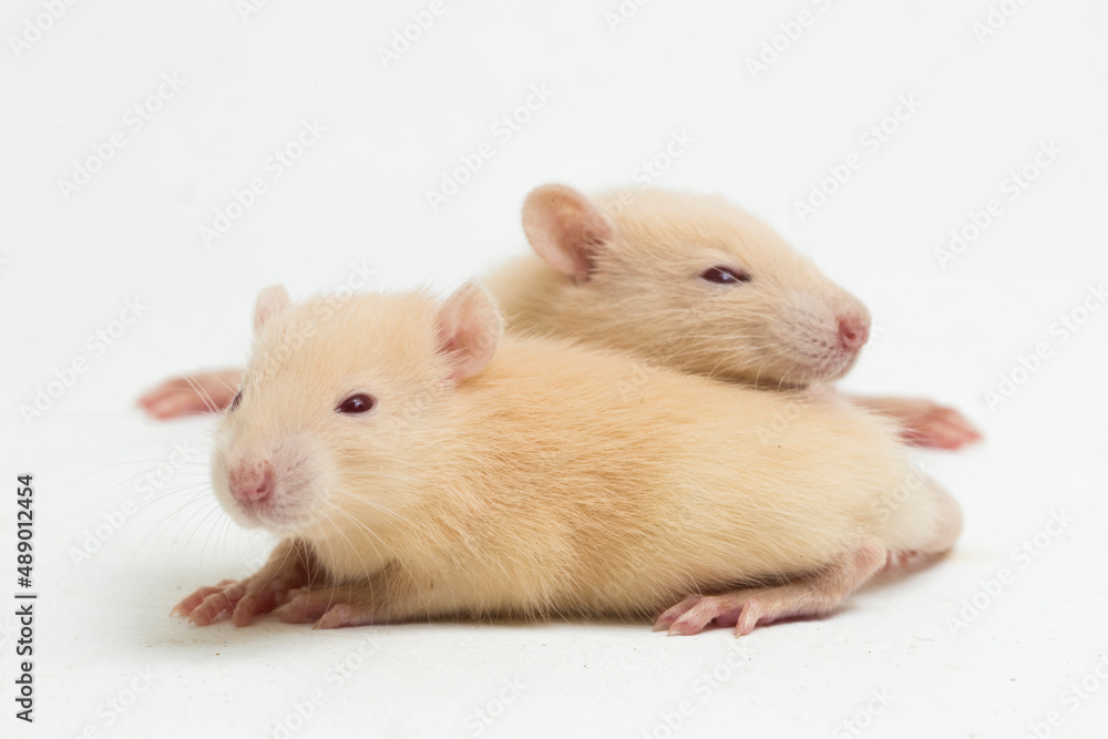 cute albino rat isolated on a white background
cute albino rat isolated on a white background