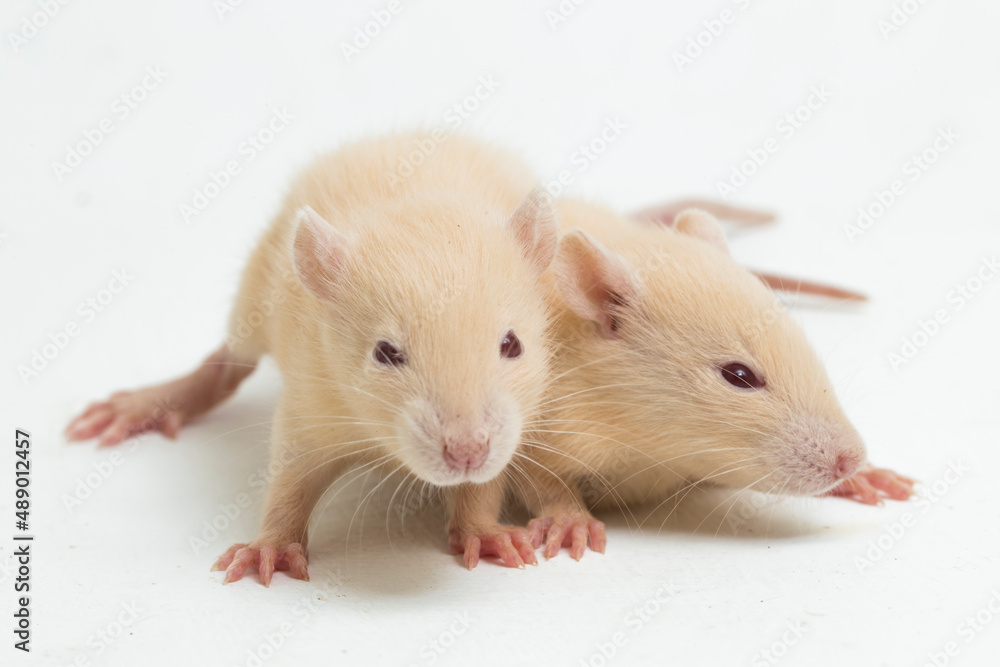 cute albino rat isolated on a white background
cute albino rat isolated on a white background